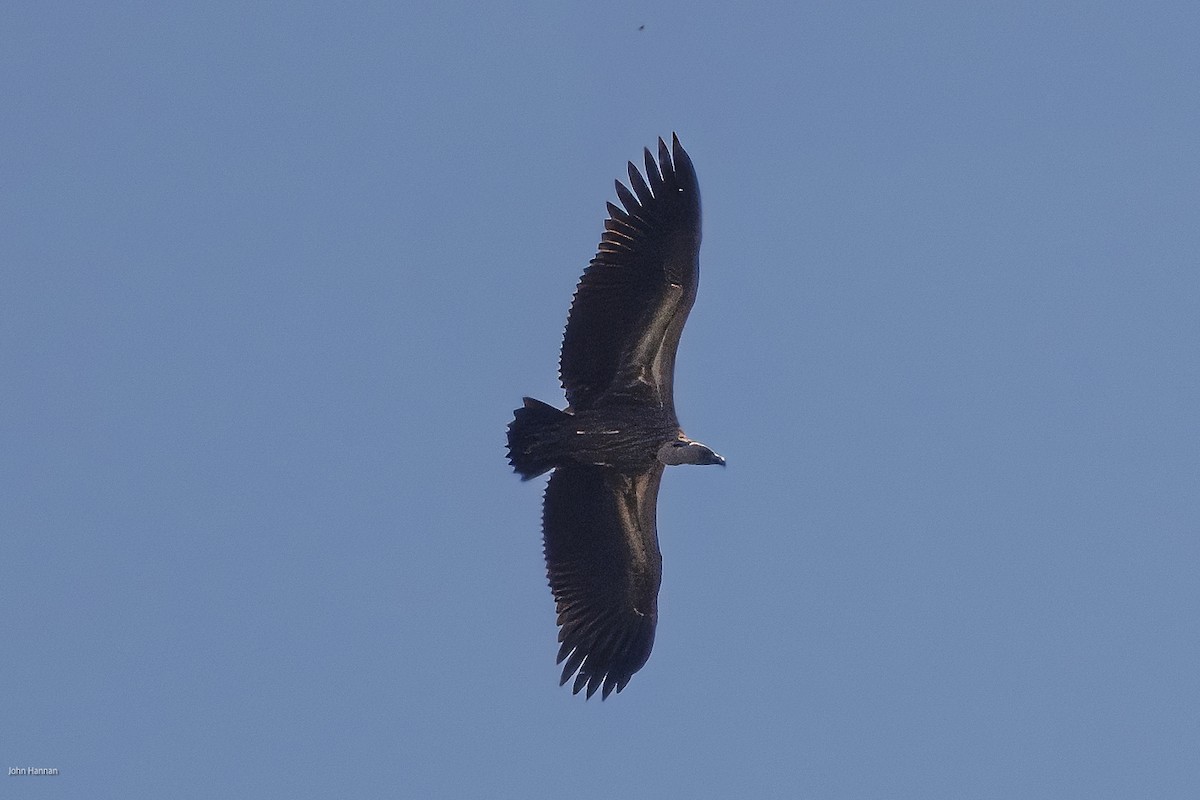 White-backed Vulture - ML620807380