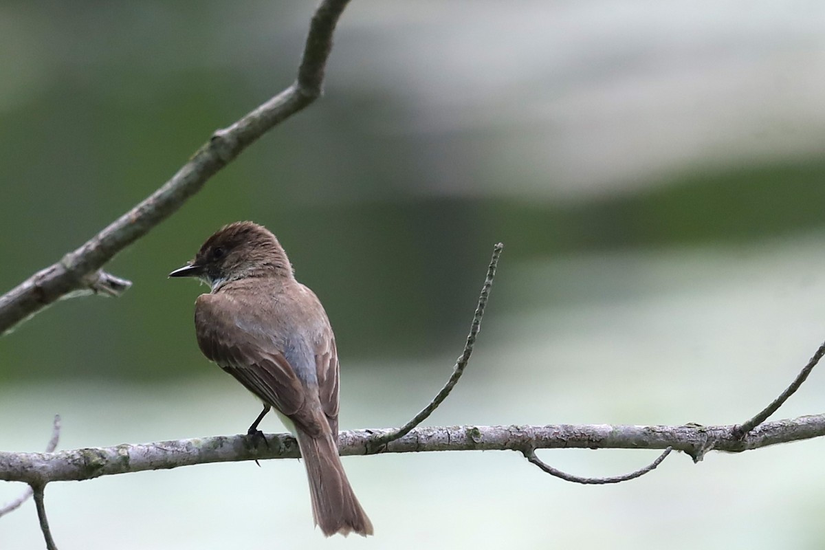 Eastern Phoebe - ML620807383