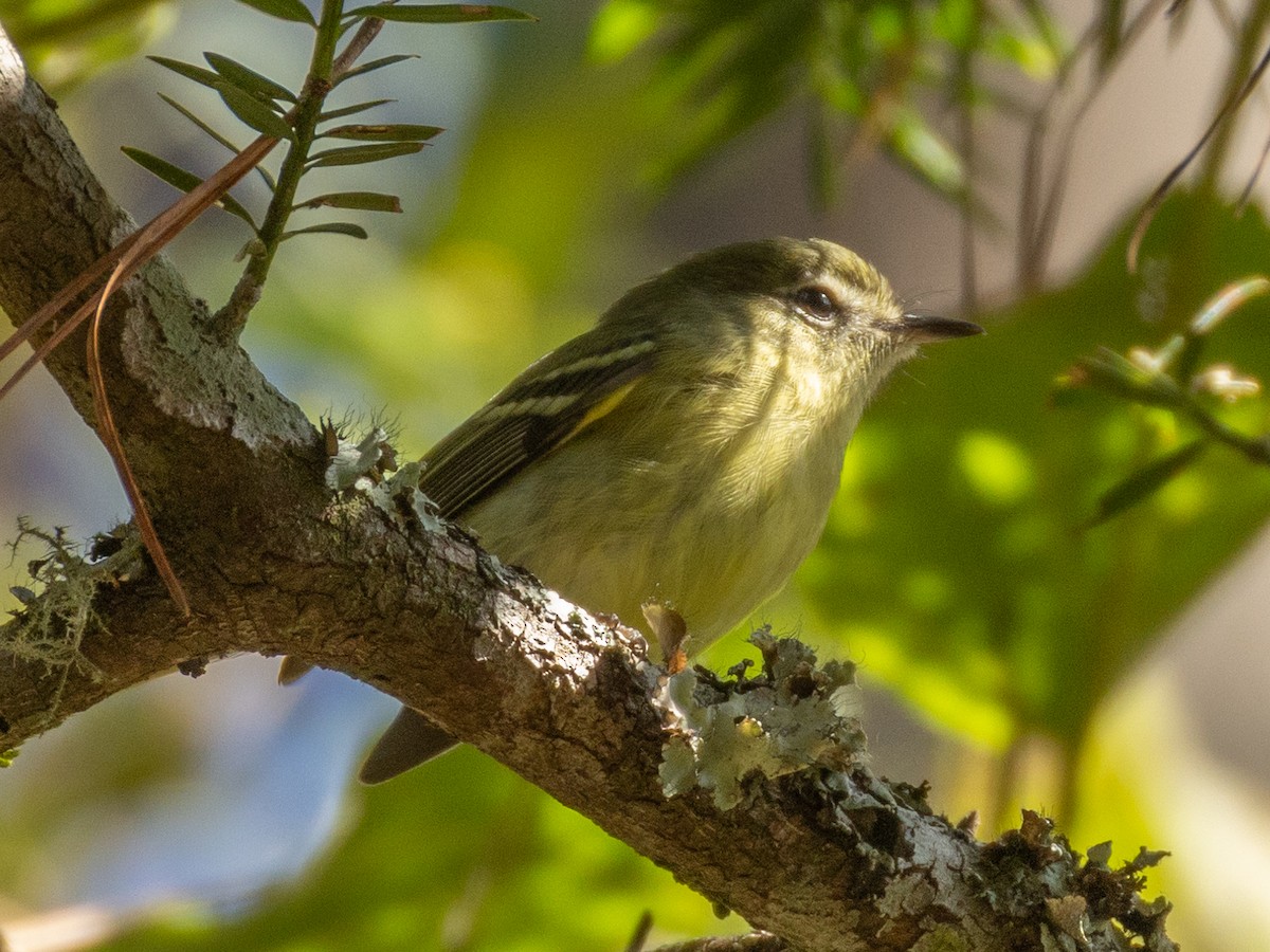 Mottle-cheeked Tyrannulet - ML620807385