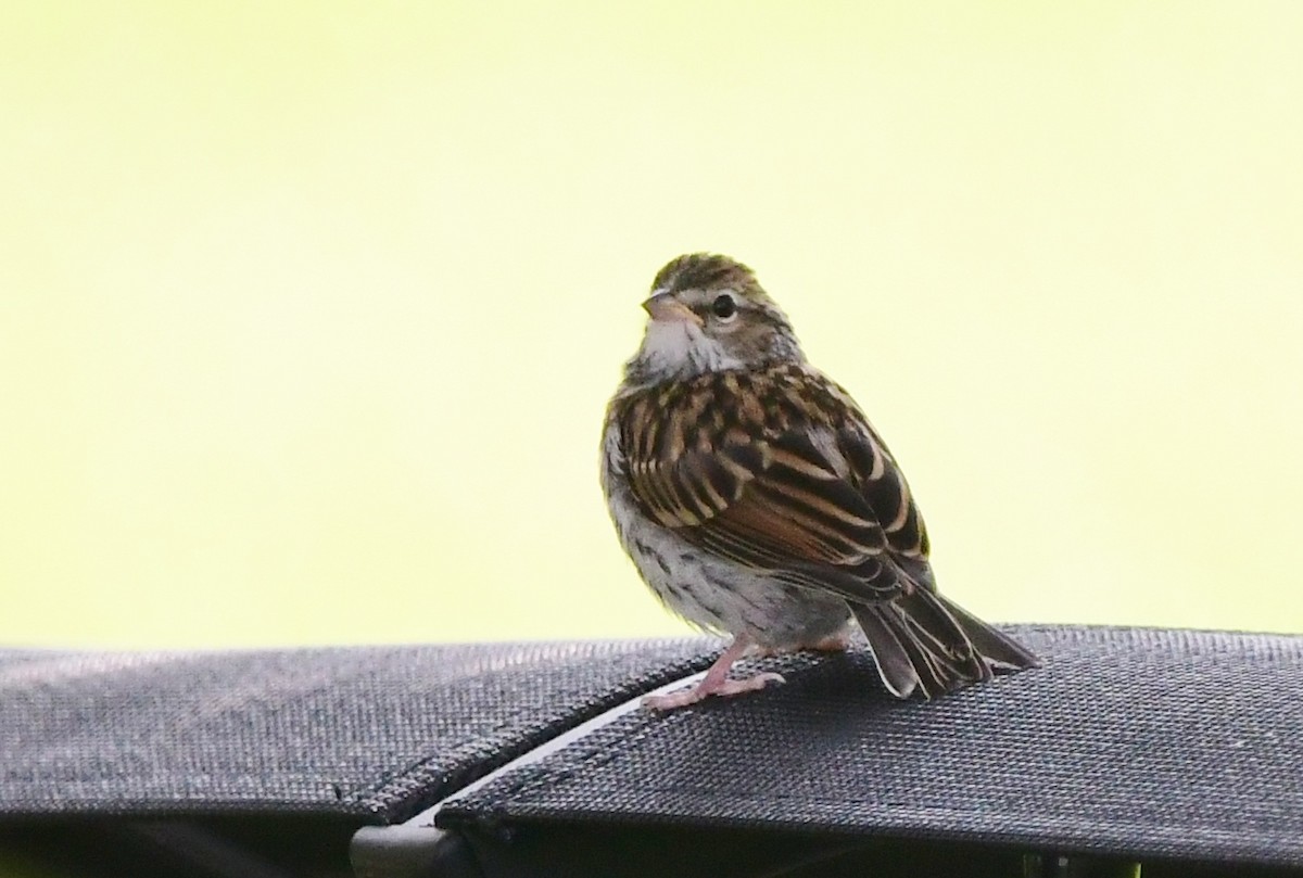 Chipping Sparrow - ML620807386