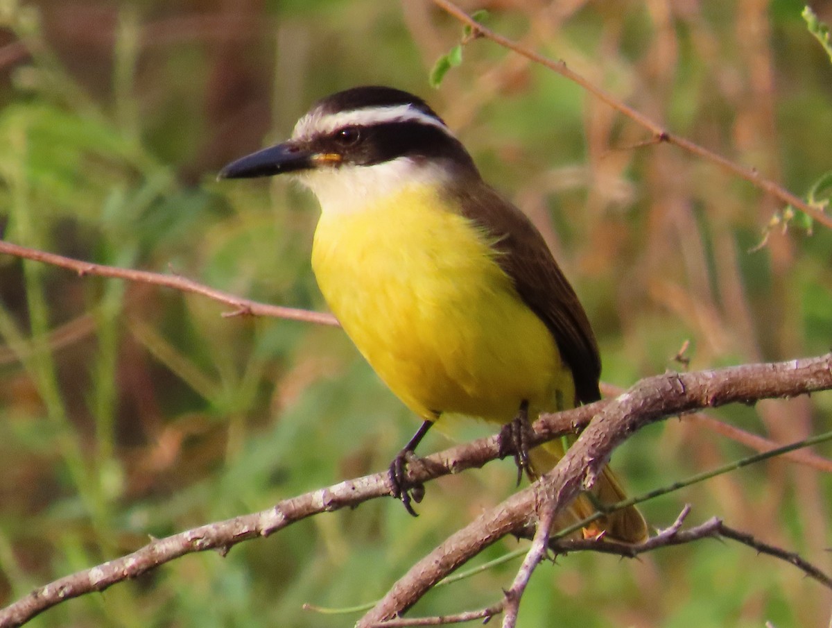 Great Kiskadee - ML620807388