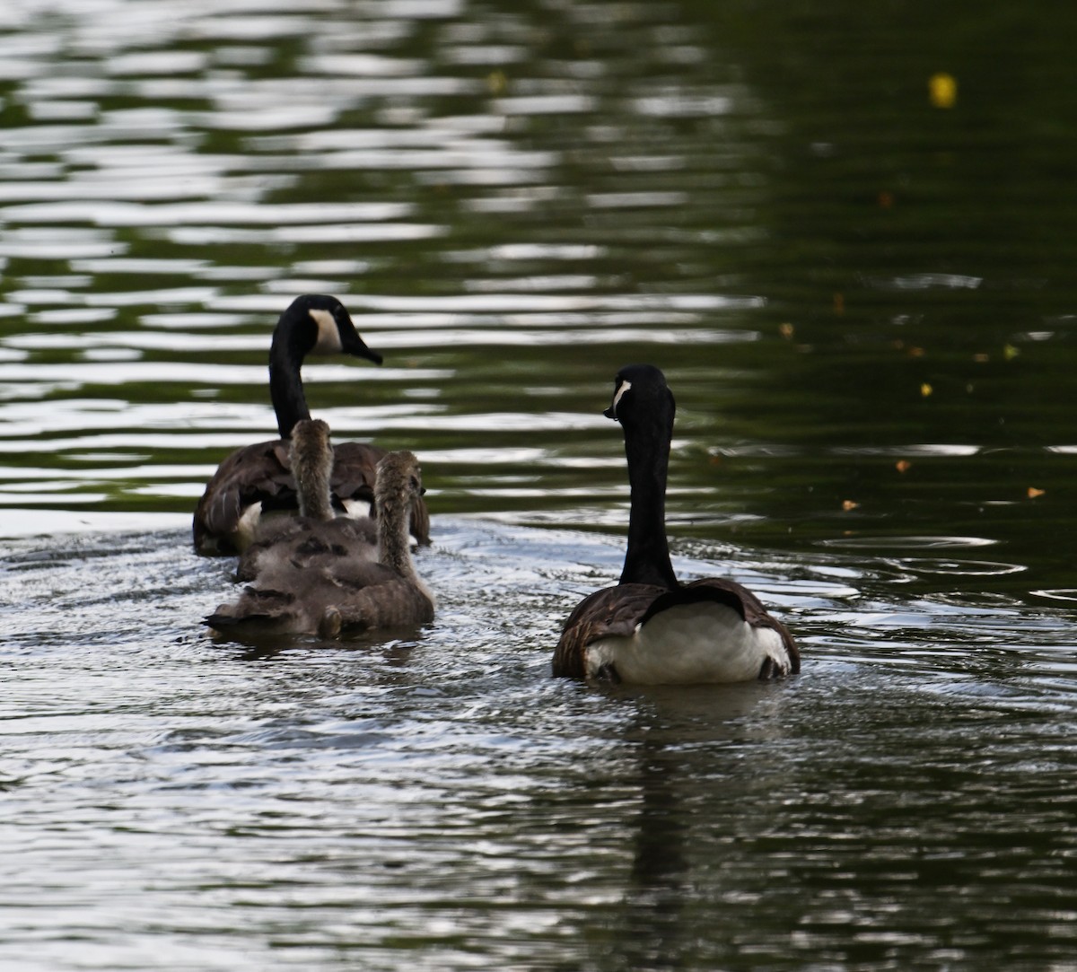 Canada Goose - ML620807389