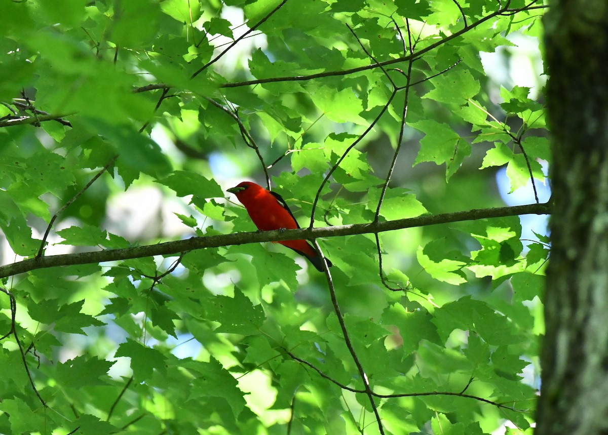 Scarlet Tanager - ML620807391