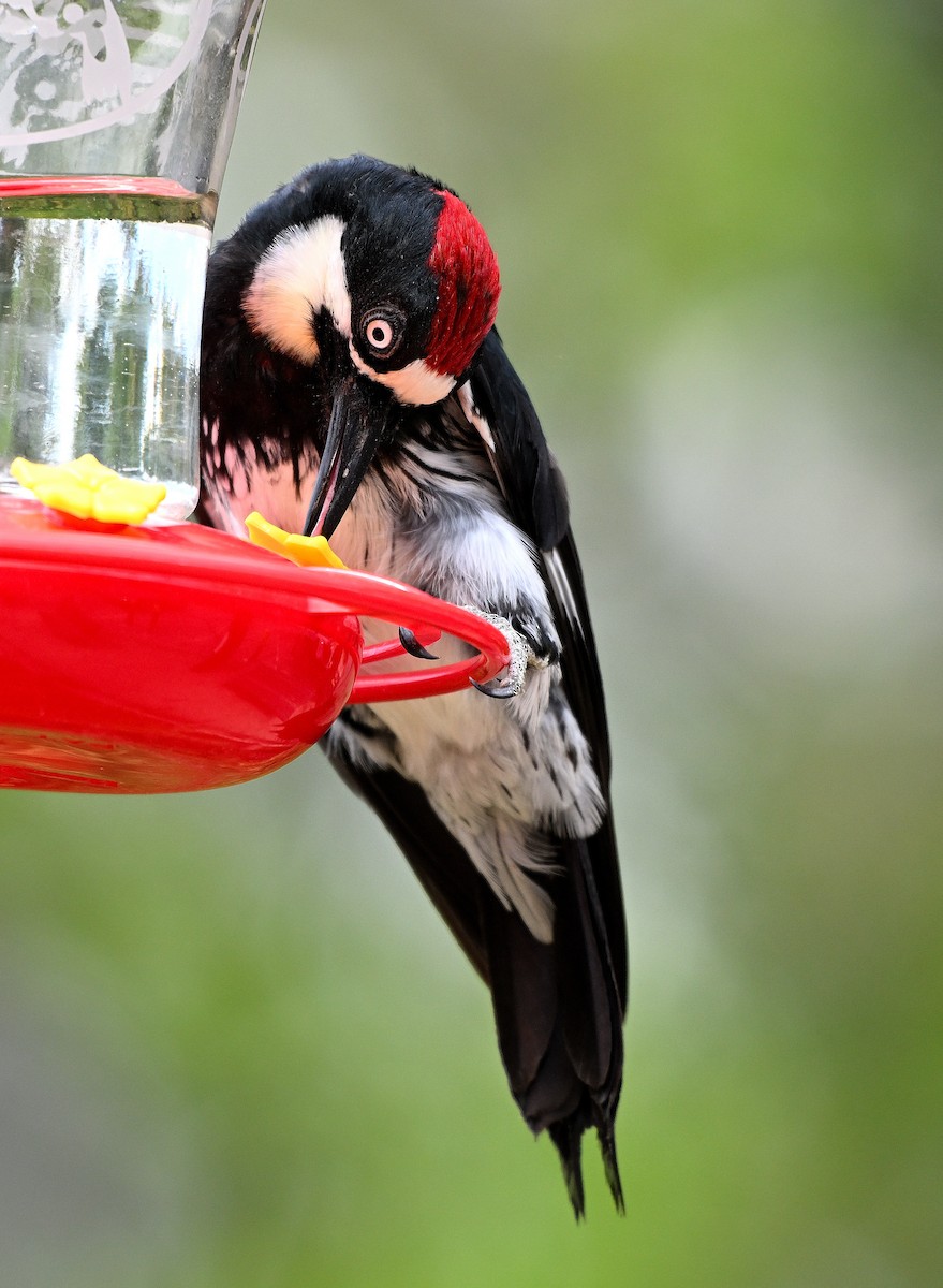 Acorn Woodpecker - ML620807392