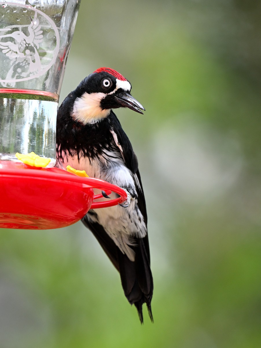 Acorn Woodpecker - ML620807398