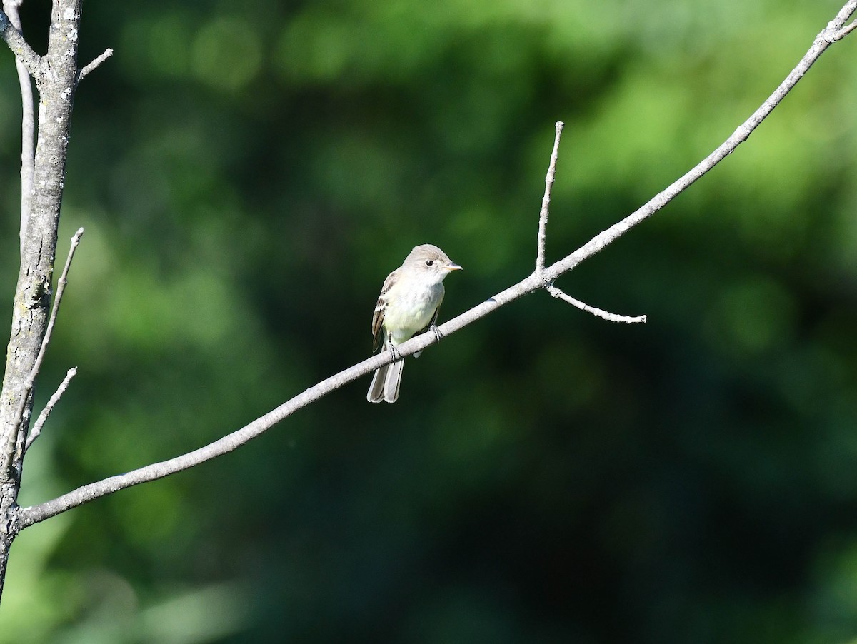 Least Flycatcher - ML620807399