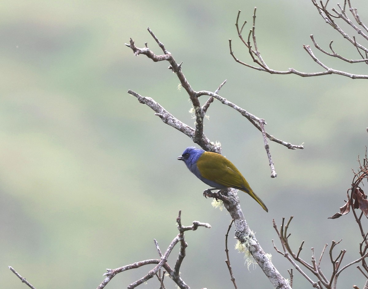 Blue-capped Tanager - ML620807401