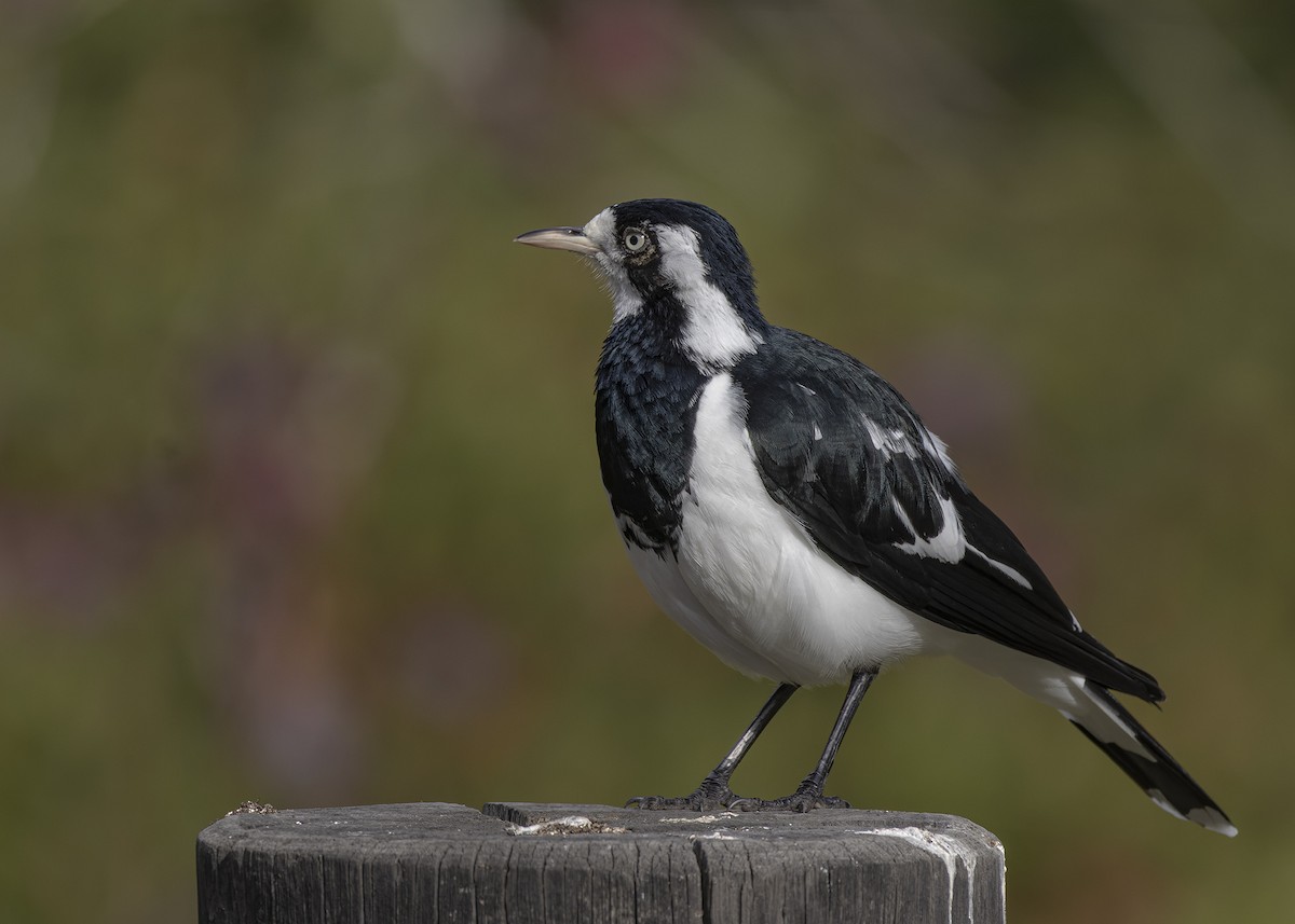 Magpie-lark - ML620807403