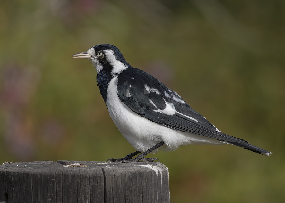 Magpie-lark - Bruce Ward-Smith