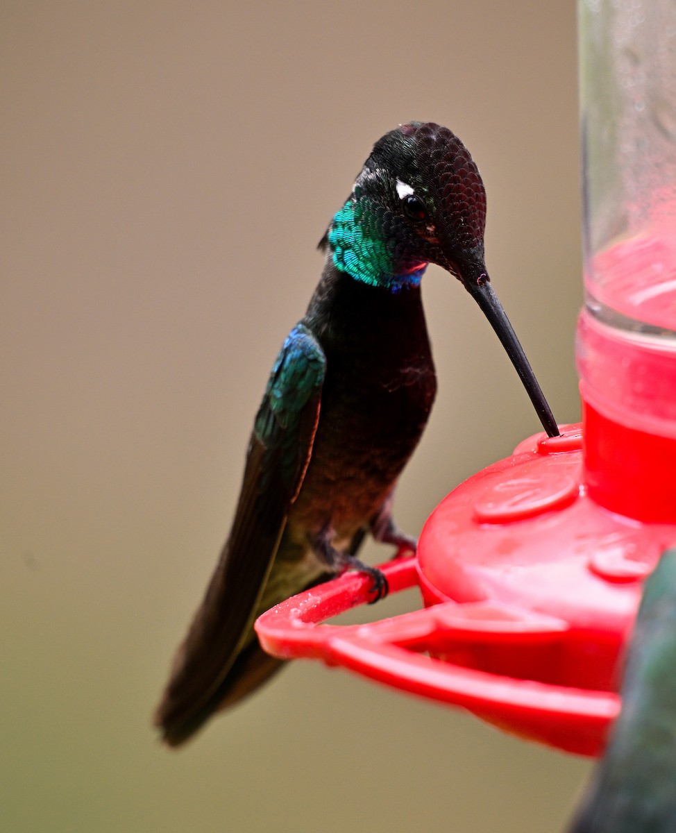 Rivoli's Hummingbird - ML620807413