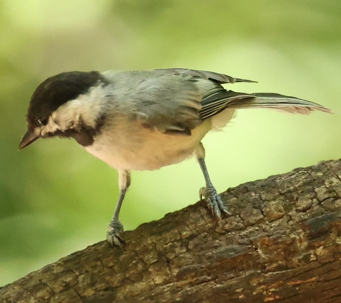 Carolina Chickadee - ML620807415