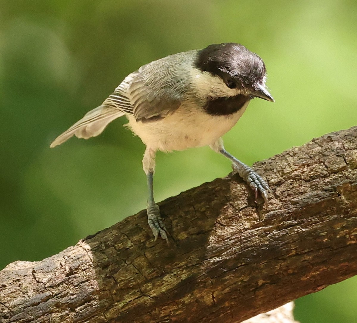 Carolina Chickadee - ML620807416