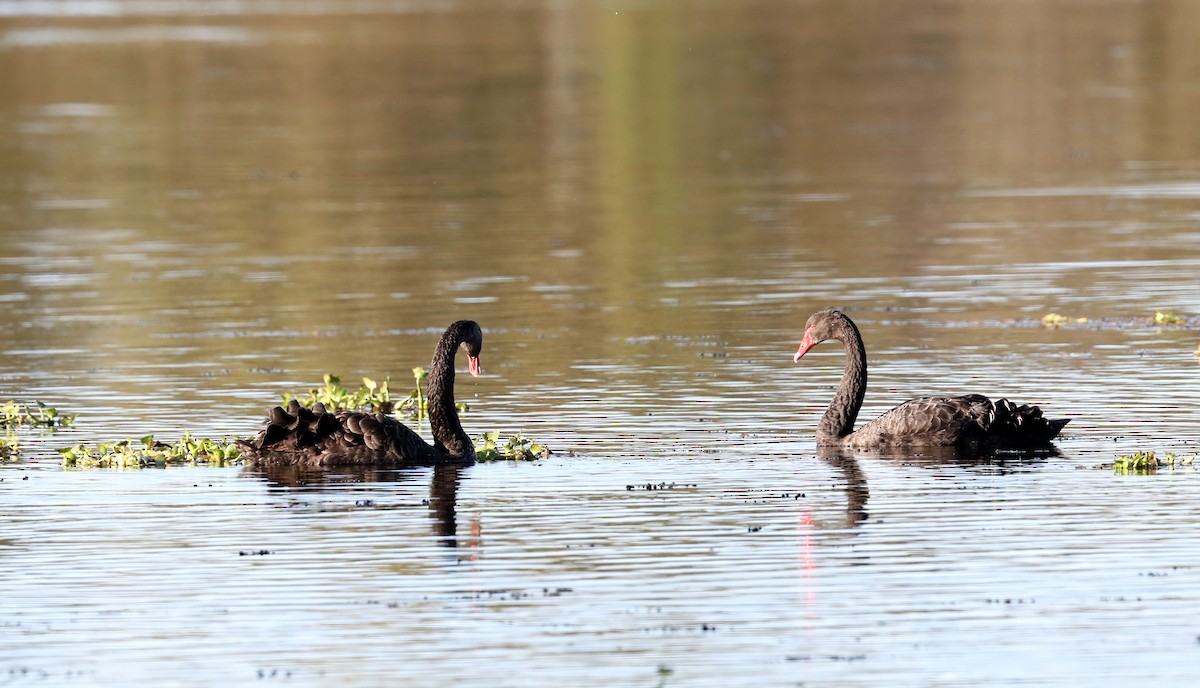 Cygne noir - ML620807418