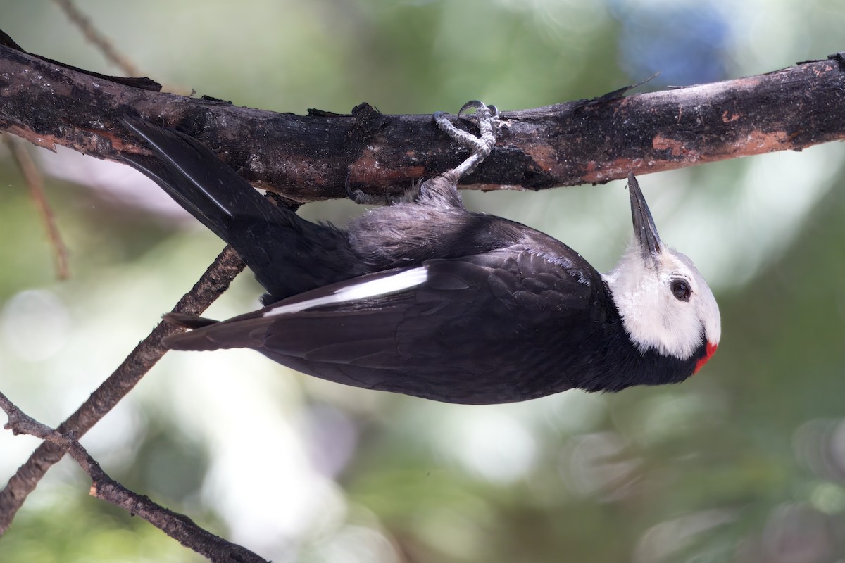 White-headed Woodpecker - ML620807425