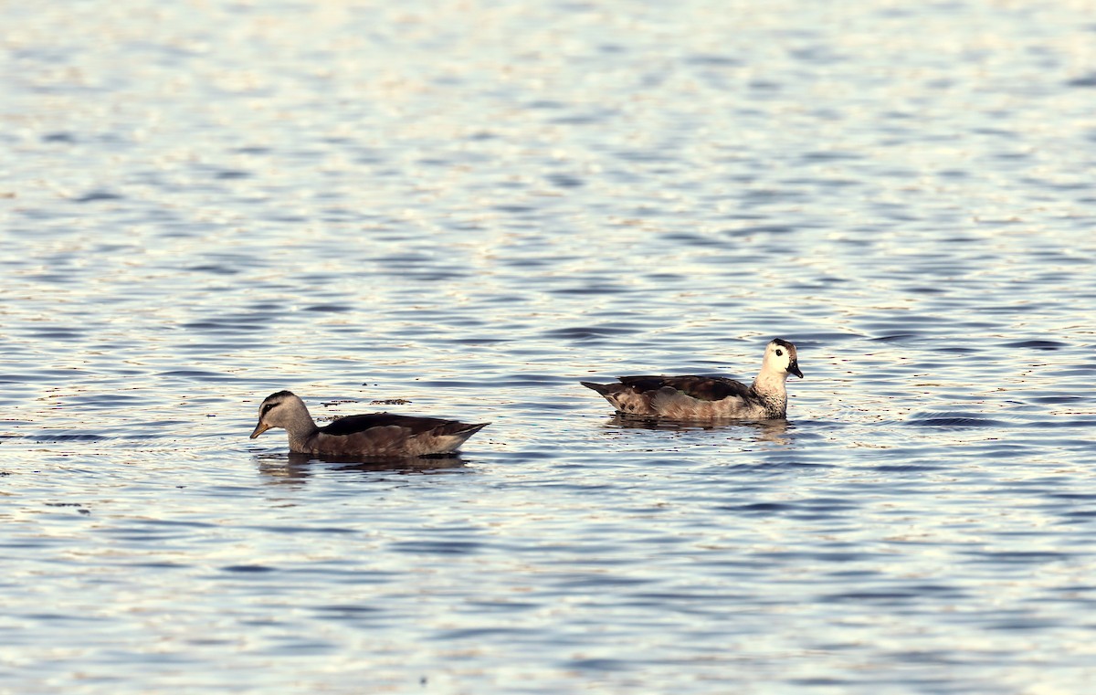 Cotton Pygmy-Goose - ML620807426