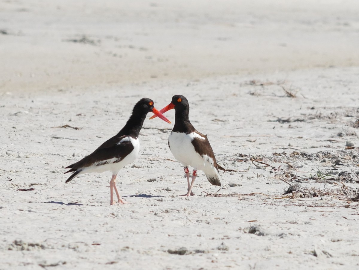 American Oystercatcher - ML620807435