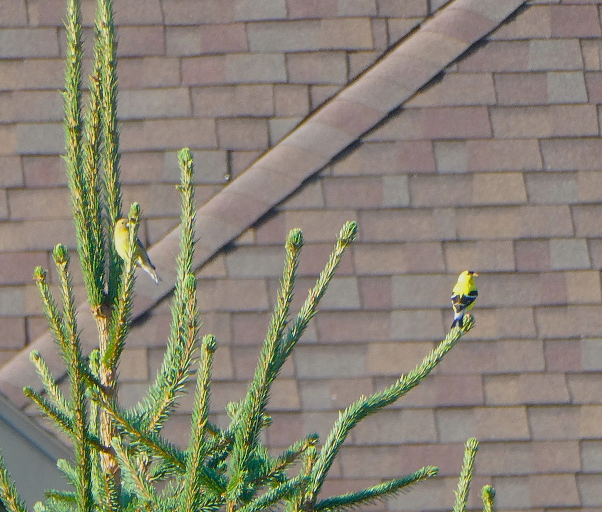 American Goldfinch - Kristine Hoffman