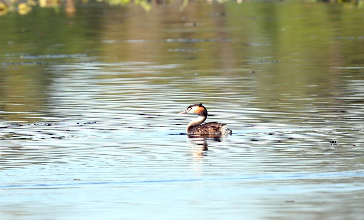 Great Crested Grebe - ML620807441