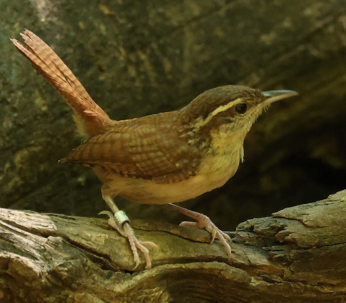 Carolina Wren - ML620807442