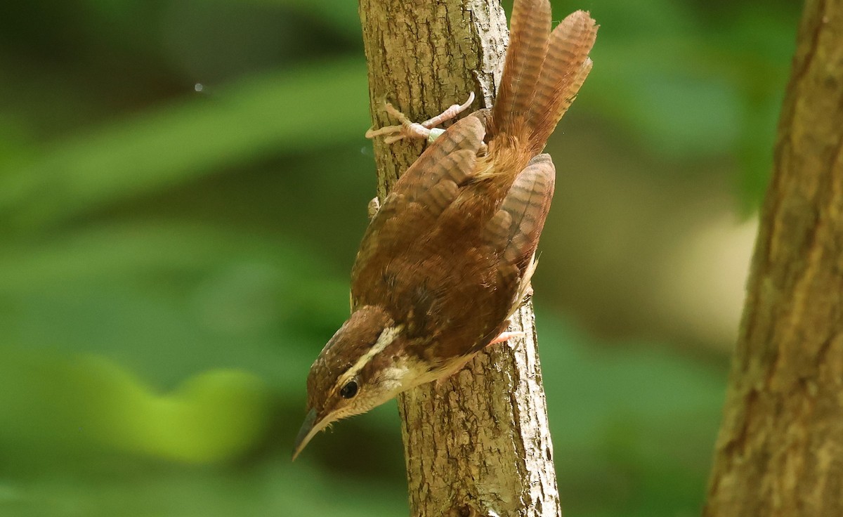 Carolina Wren - Duane Yarbrough