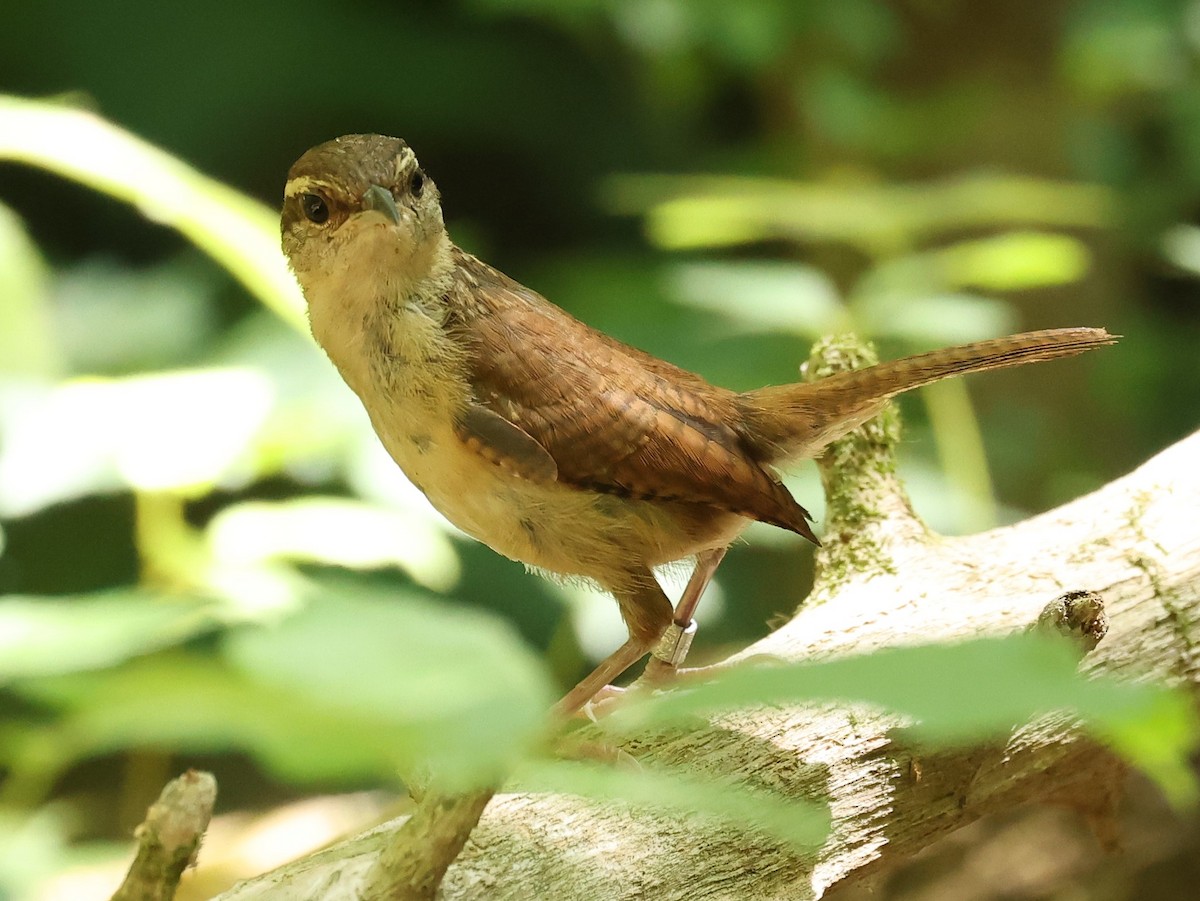 Carolina Wren - ML620807444