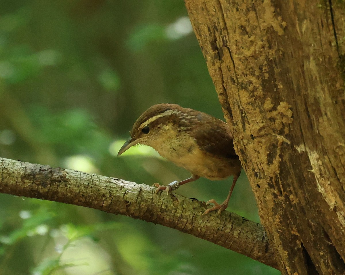 Carolina Wren - ML620807445