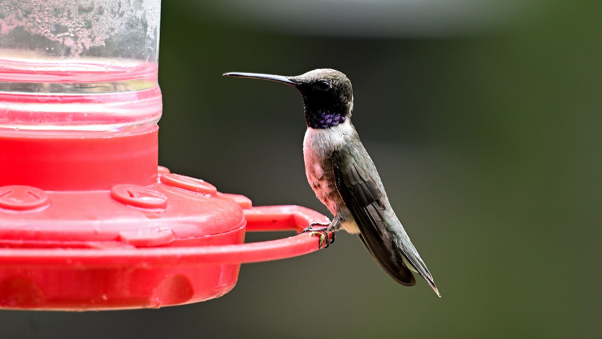 Colibri à gorge noire - ML620807446