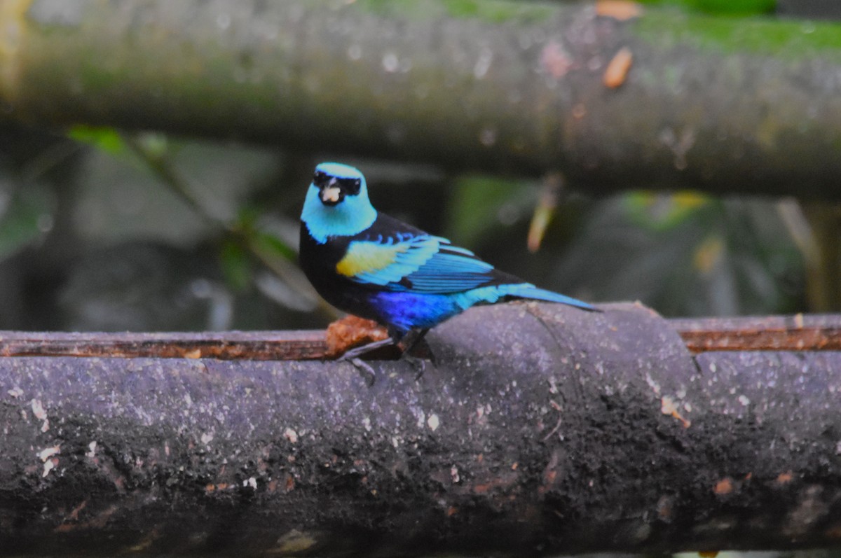 Blue-necked Tanager - Old Sam Peabody