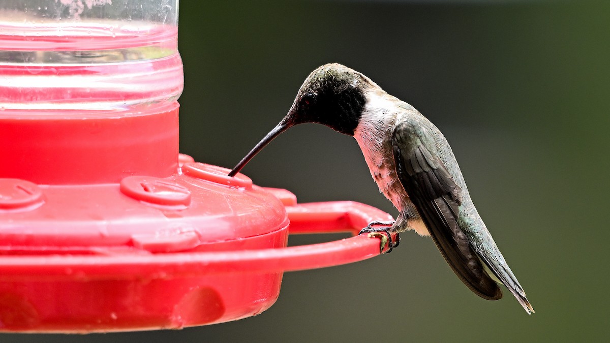 Colibri à gorge noire - ML620807450