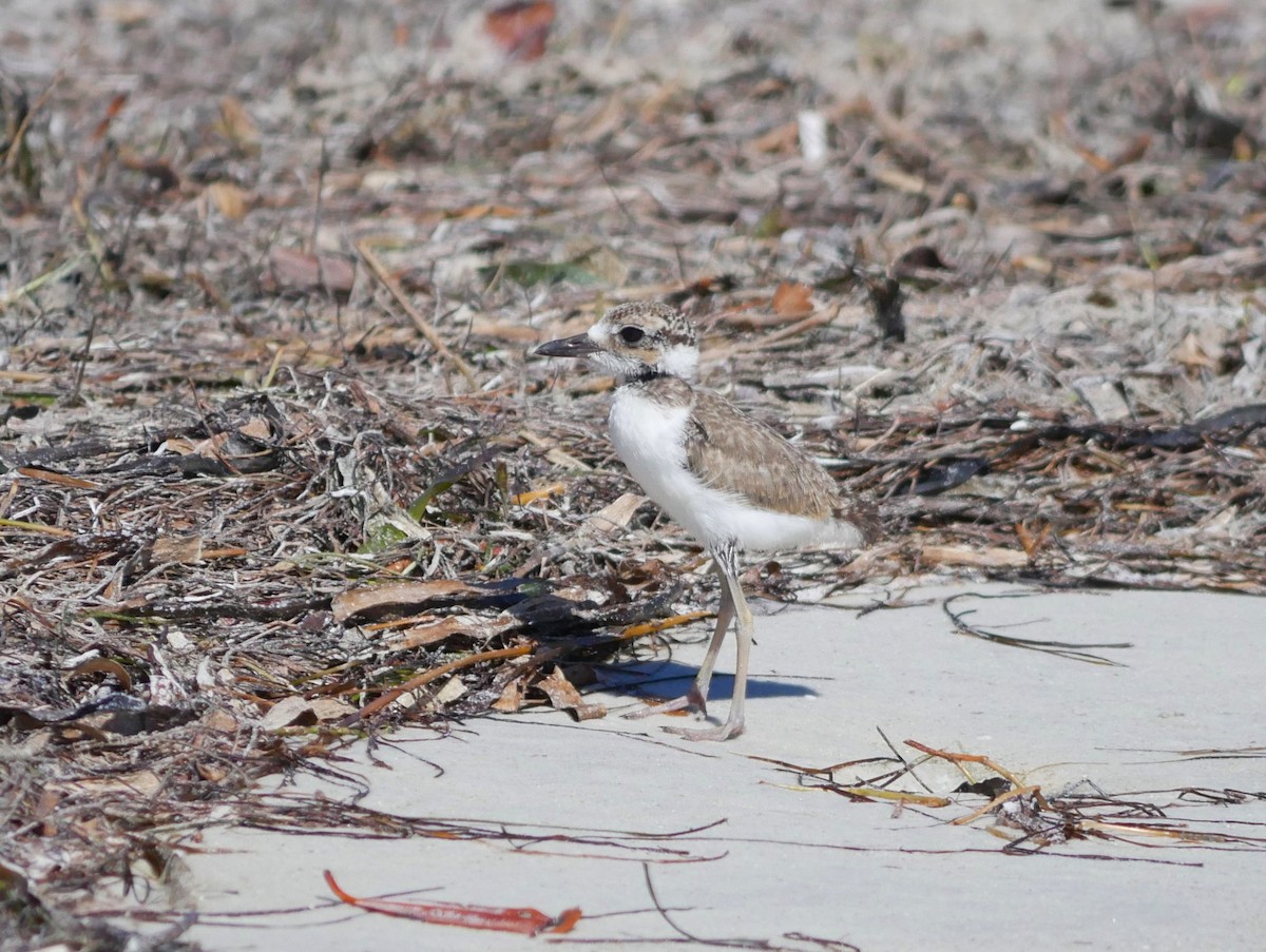 Wilson's Plover - ML620807452