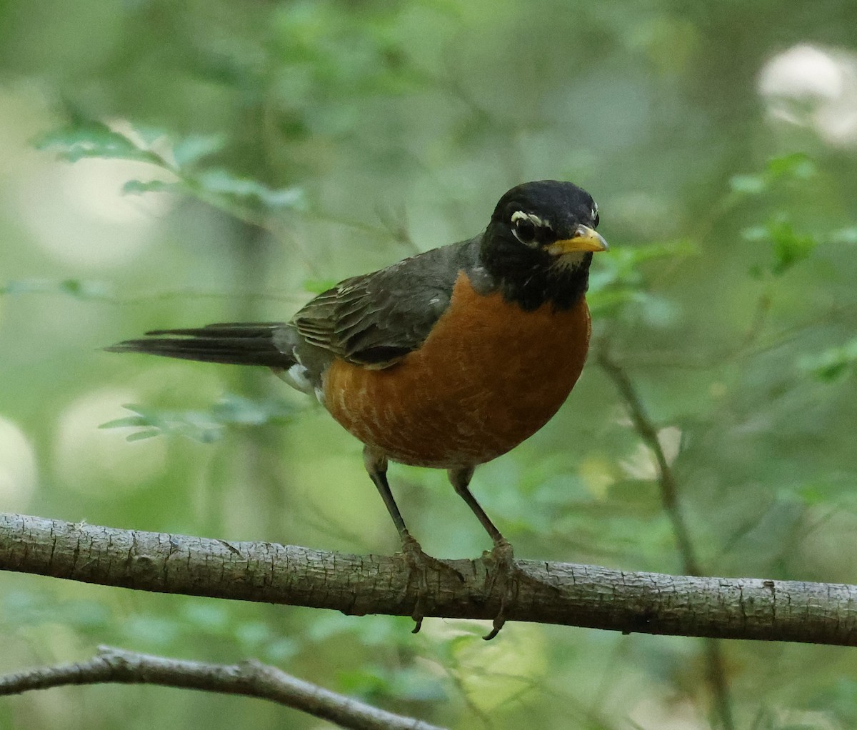 American Robin - ML620807456