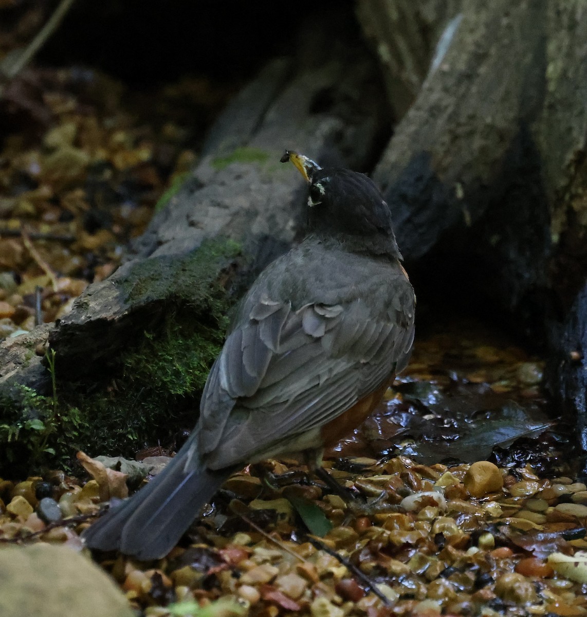 American Robin - ML620807457