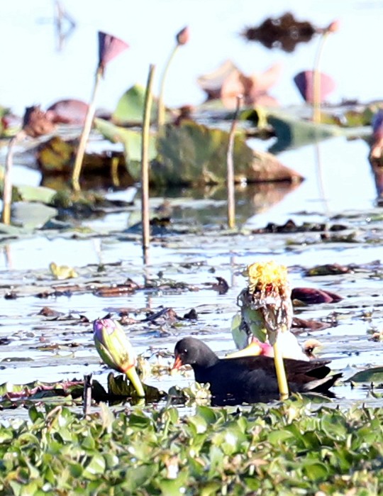 Dusky Moorhen - Anonymous