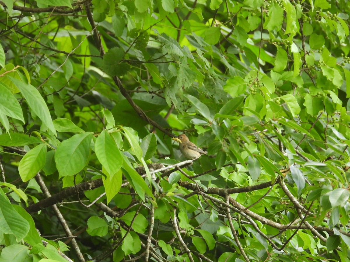 Indigo Bunting - ML620807460