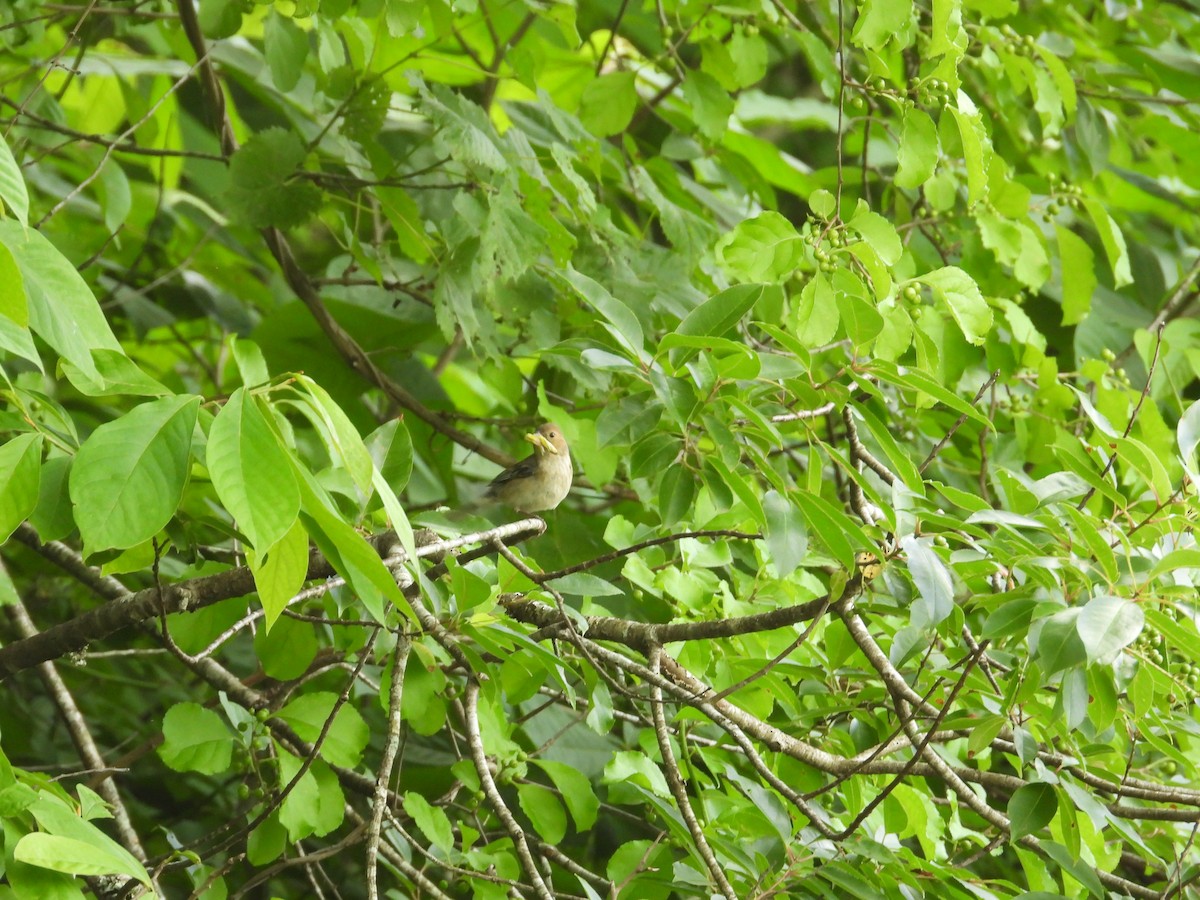 Indigo Bunting - ML620807461