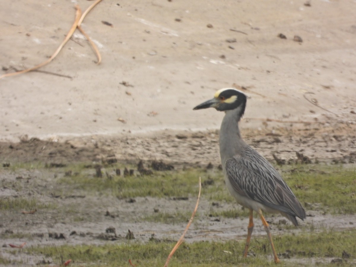 Yellow-crowned Night Heron - Avo Stilt