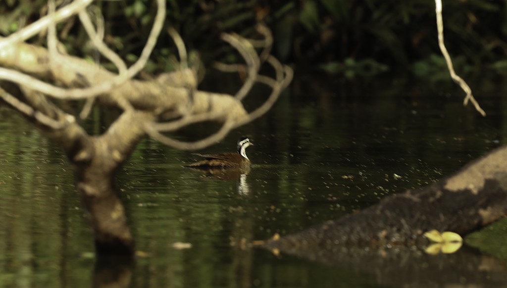 Sungrebe - ML620807465