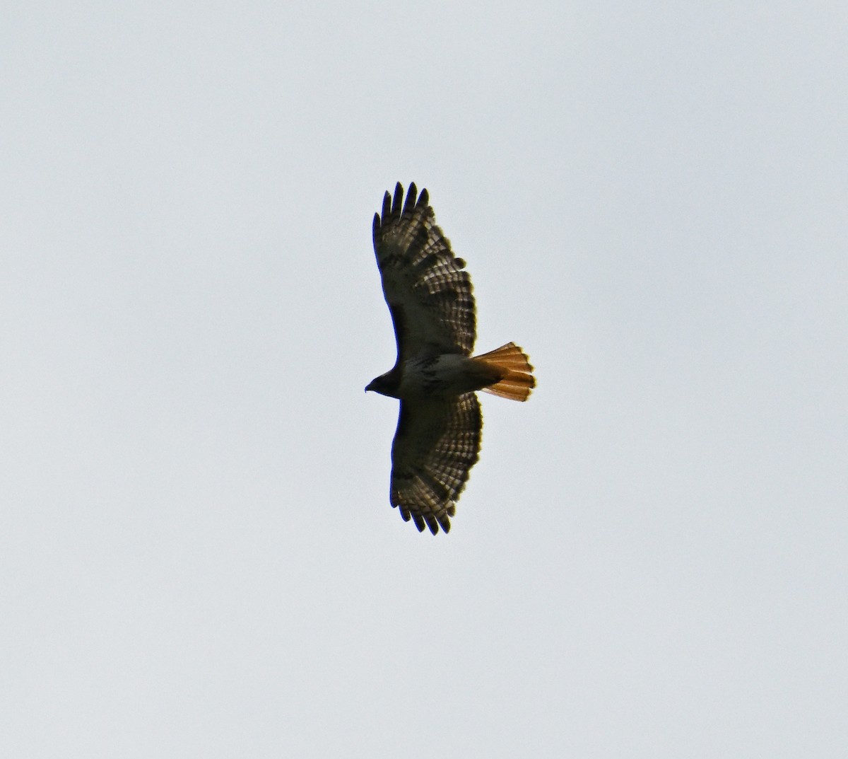 Red-tailed Hawk - Maria Isabel Mantilla Mantilla