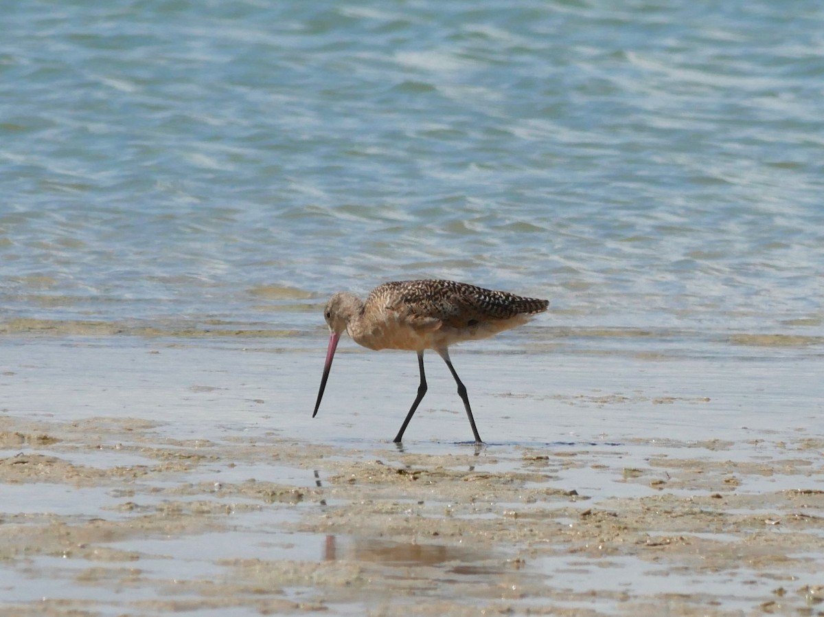 Marbled Godwit - ML620807474