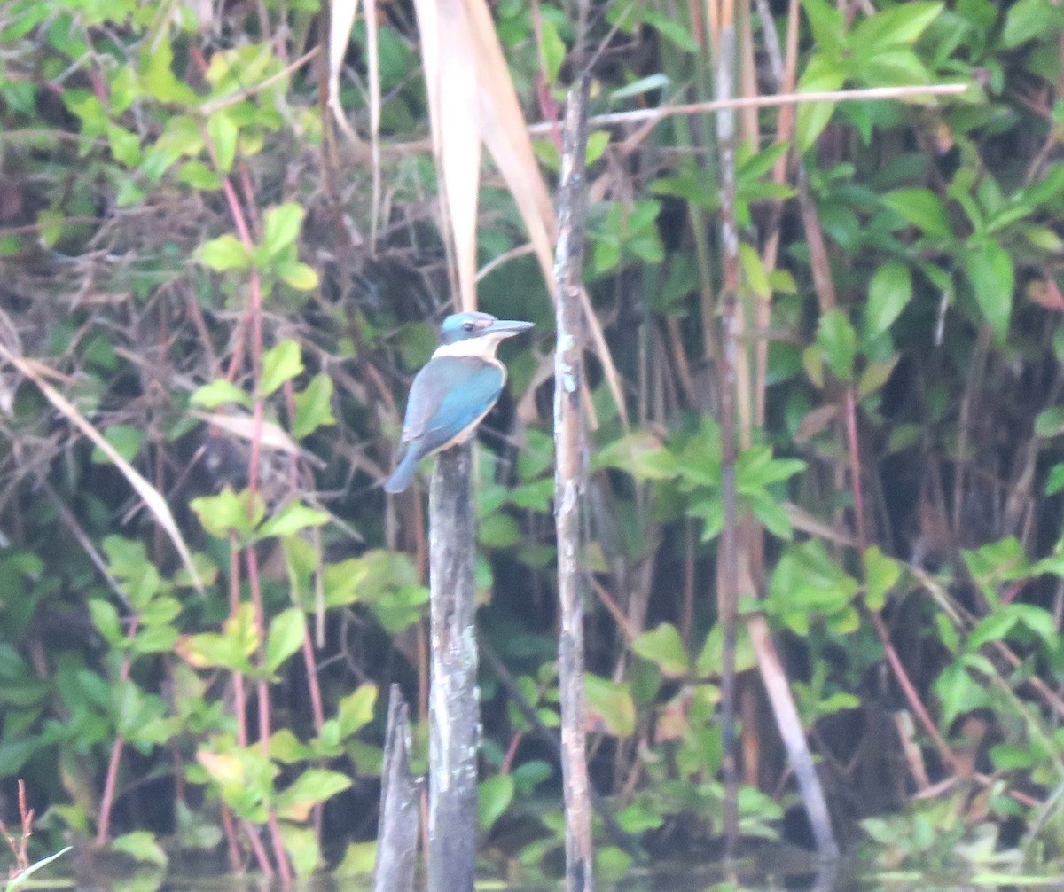 Sacred Kingfisher - ML620807480