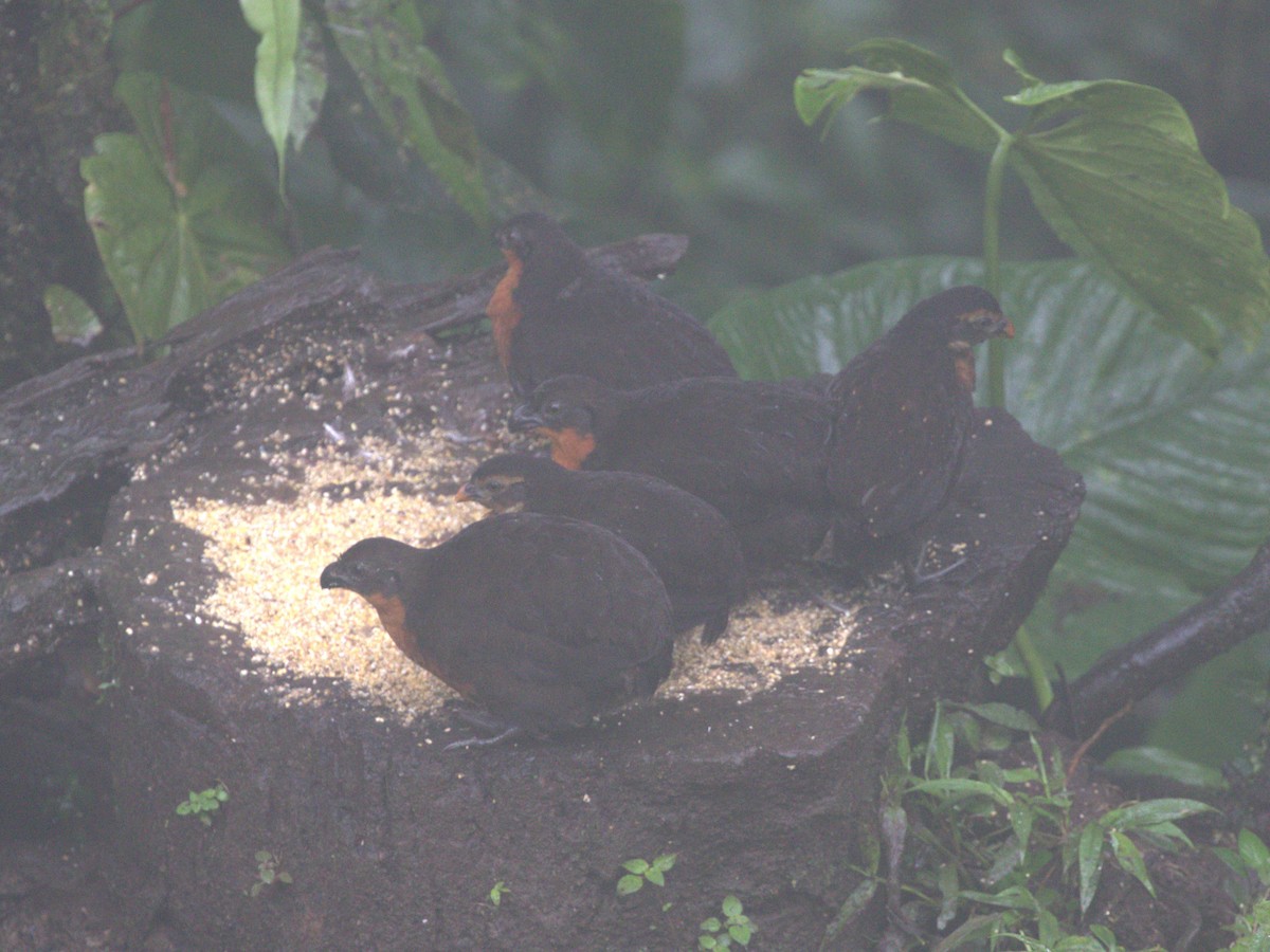 Dark-backed Wood-Quail - ML620807488