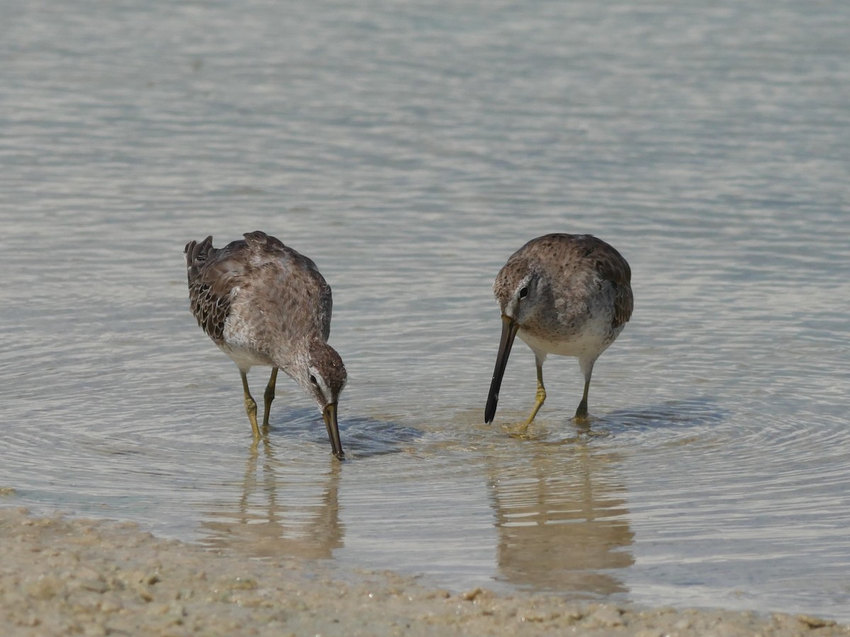 Short-billed Dowitcher - ML620807489