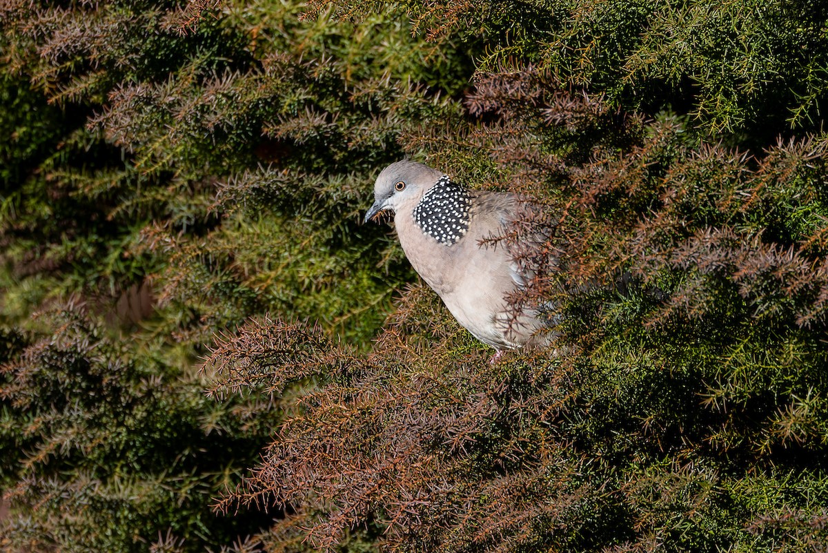 Spotted Dove - ML620807496