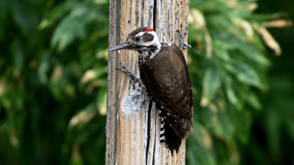 Arizona Woodpecker - ML620807498