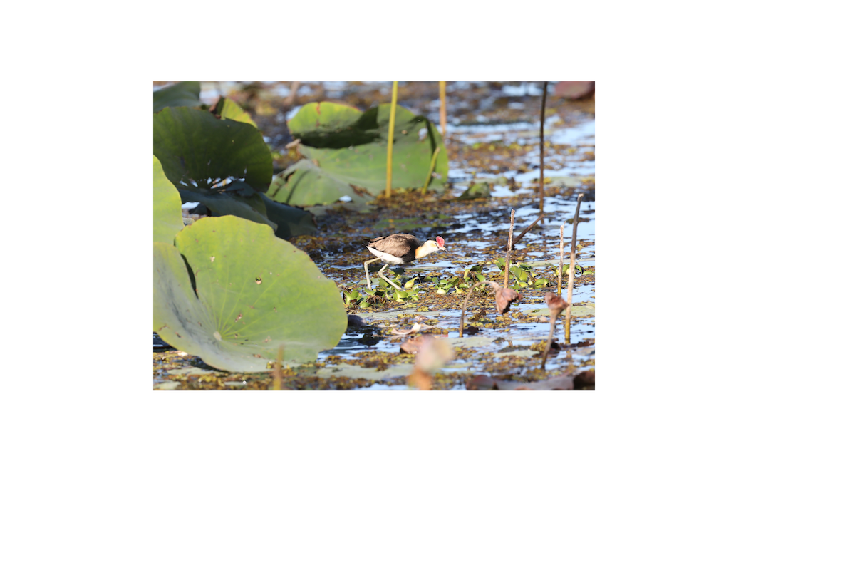 Jacana Crestada - ML620807503