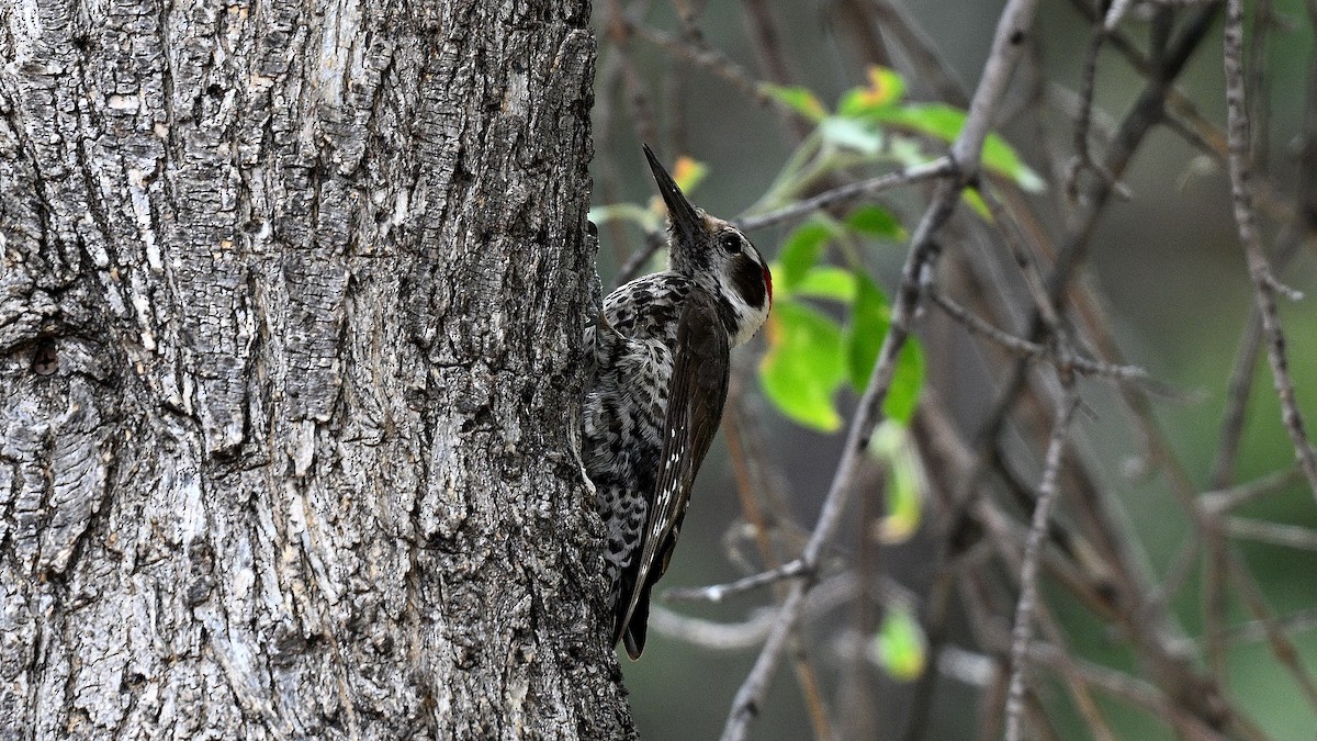 Arizona Woodpecker - ML620807504