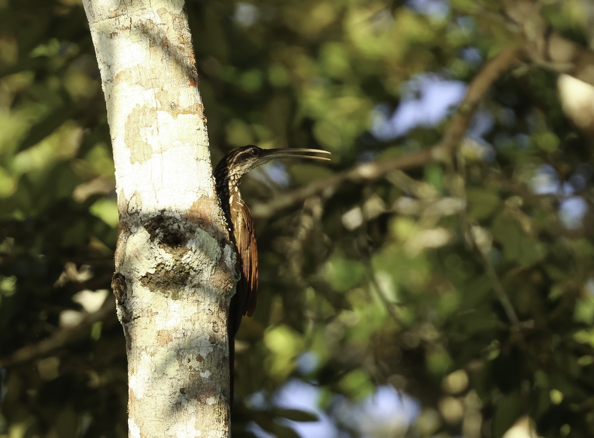 Long-billed Woodcreeper - ML620807506