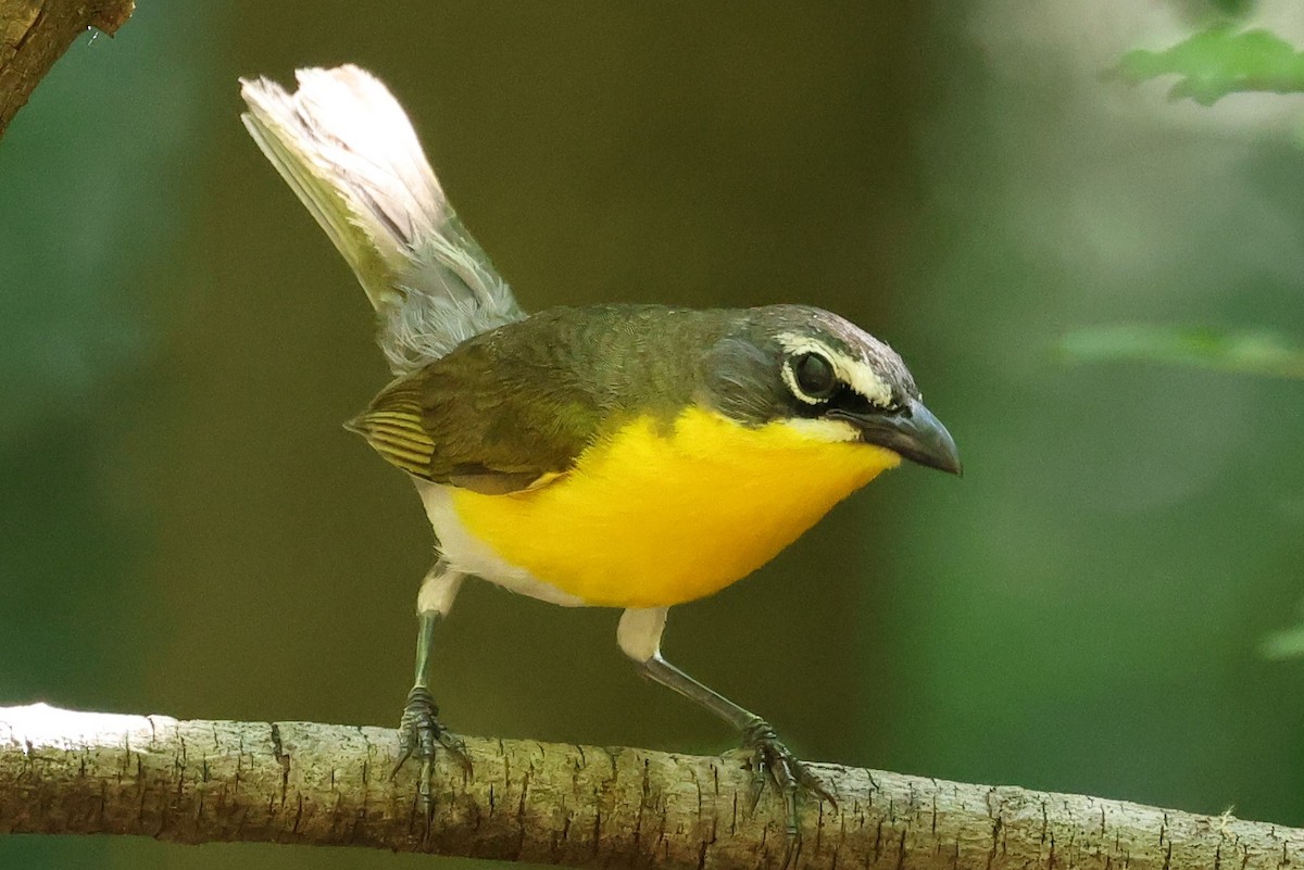 Yellow-breasted Chat - ML620807507