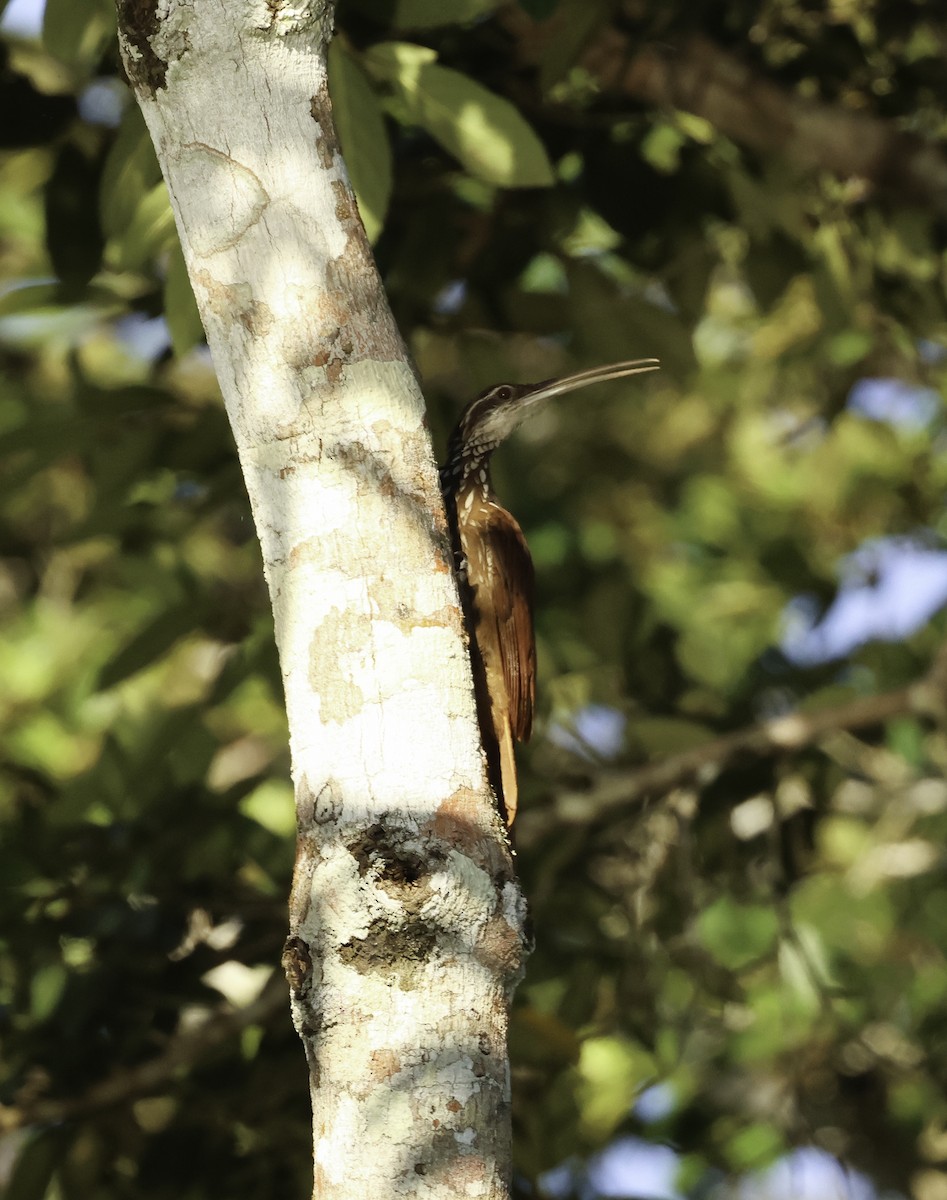 Long-billed Woodcreeper - ML620807510