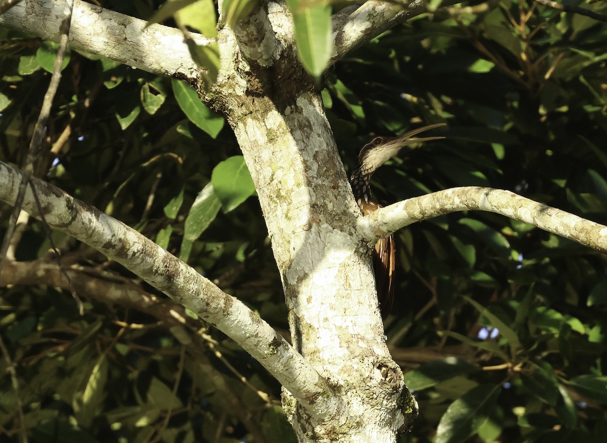 Long-billed Woodcreeper - ML620807511